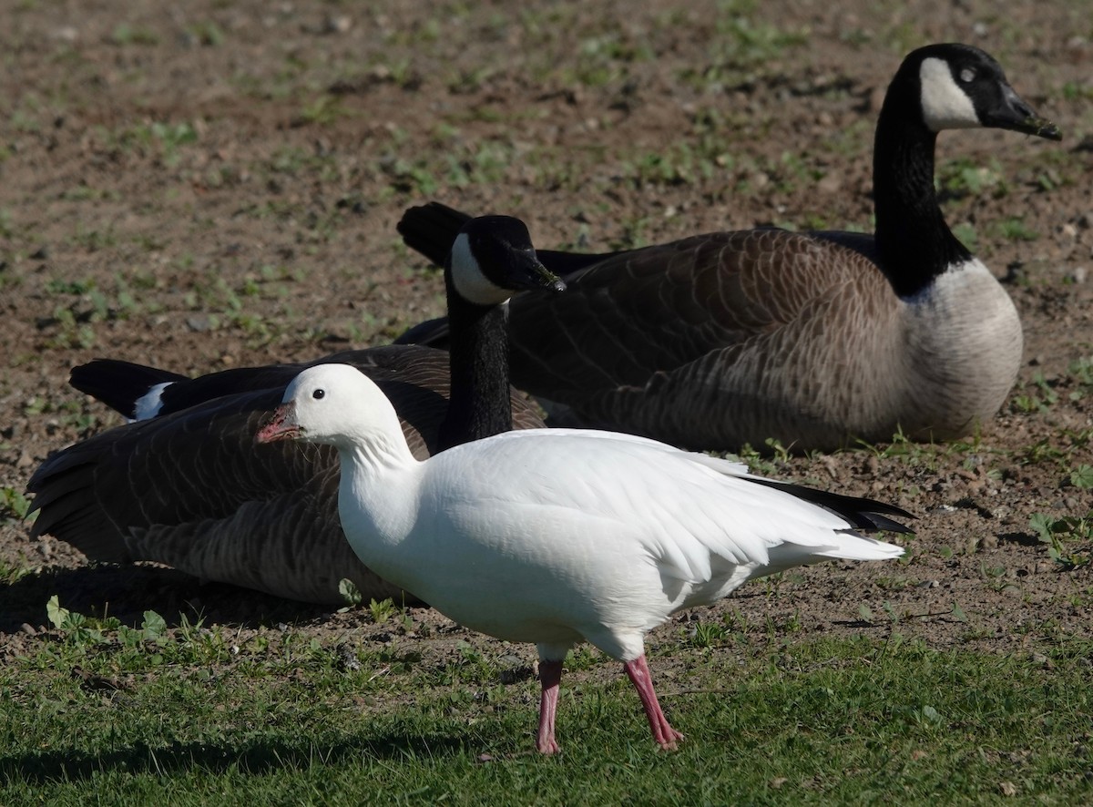 Ross's Goose - ML390429471