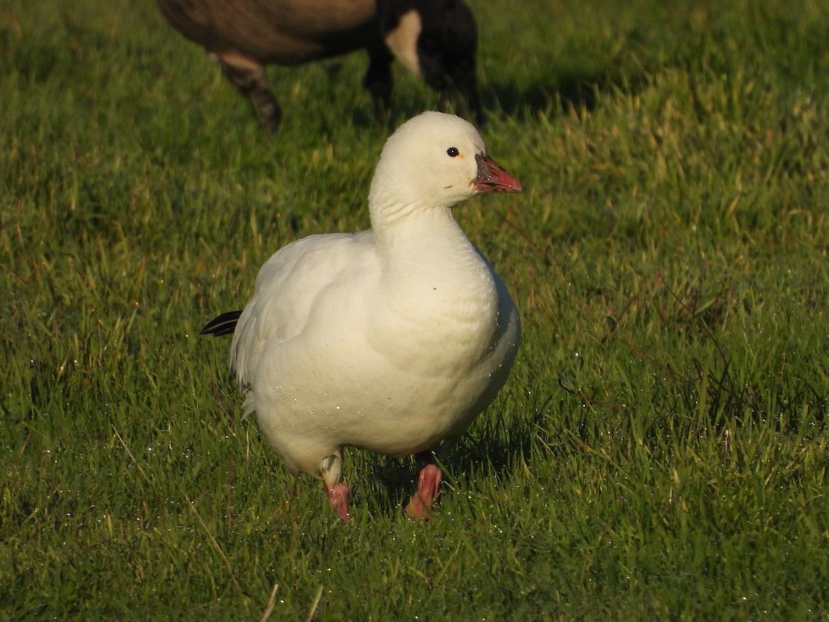 Ross's Goose - ML390430651