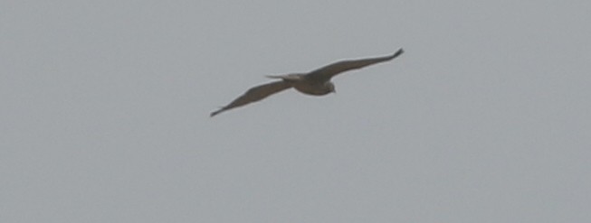 bredvingevåk - ML390431141