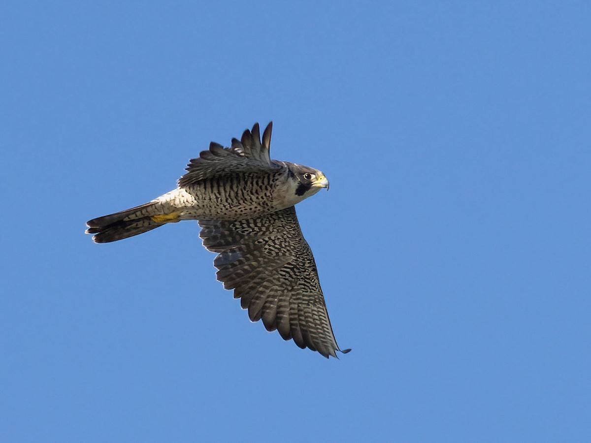 Peregrine Falcon - ML390432331