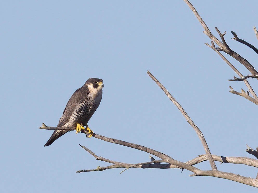 Peregrine Falcon - Lynette Spence