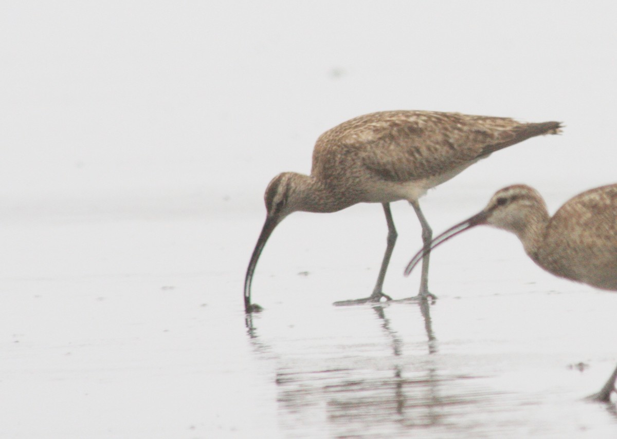 Whimbrel - ML390432691