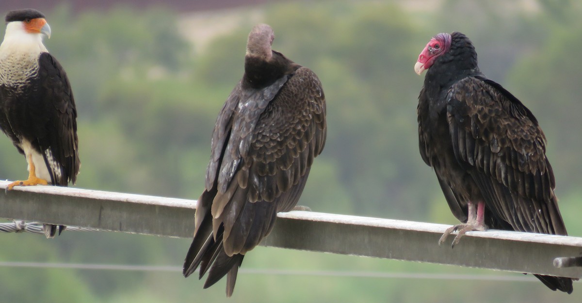 Turkey Vulture - ML390433511