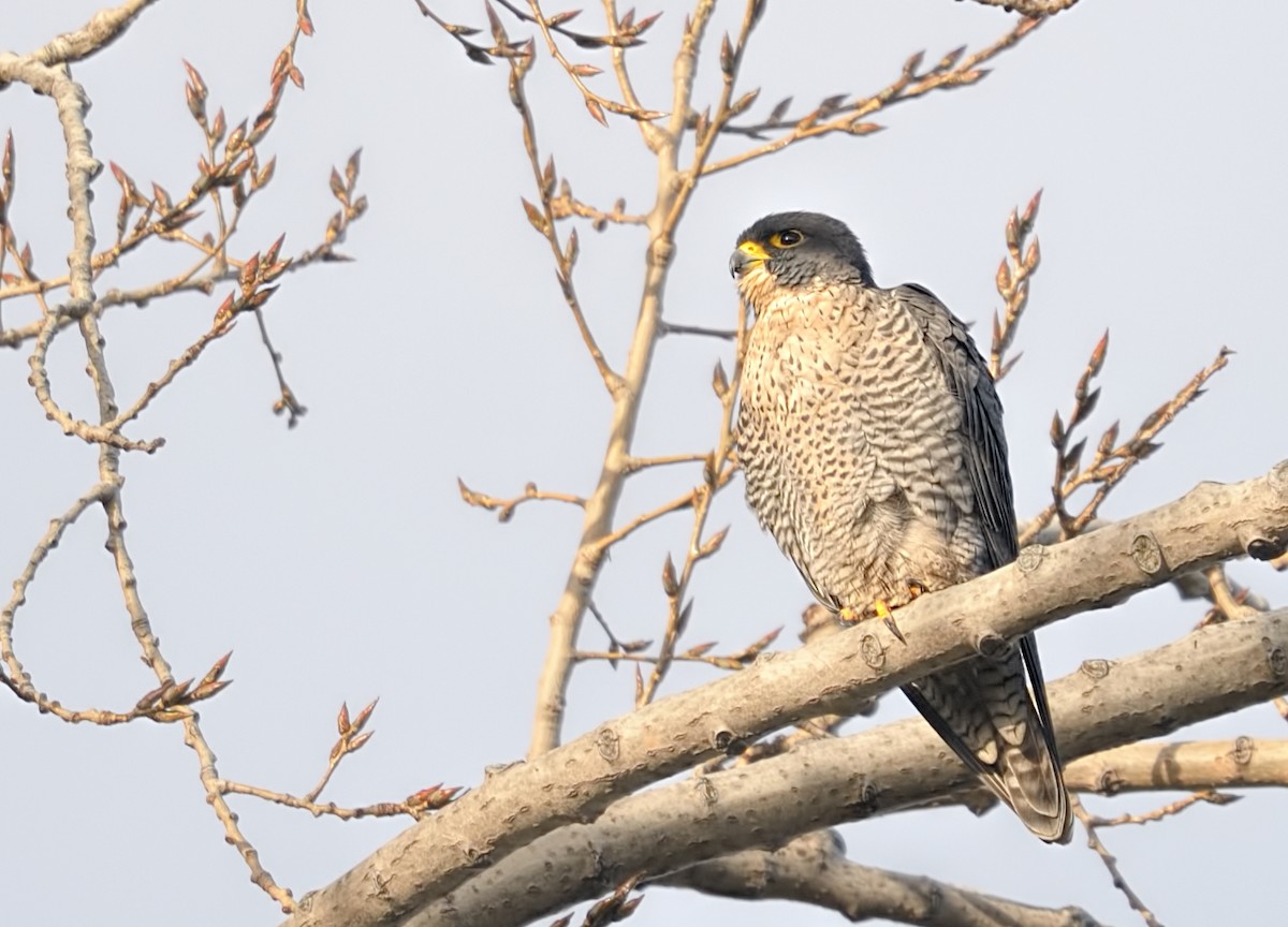 Peregrine Falcon - Lynda Goodridge