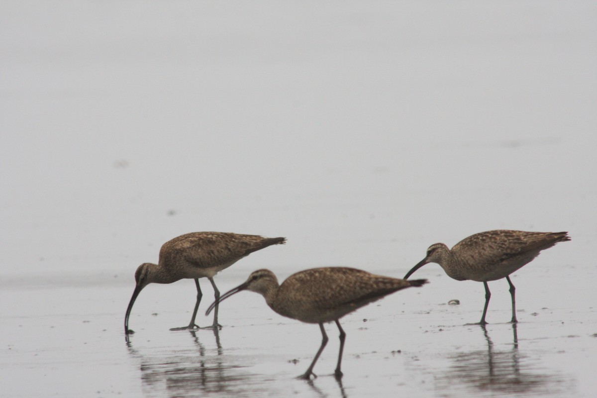 Whimbrel - Jonathan Lautenbach