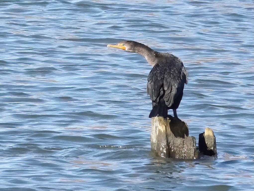 Double-crested Cormorant - Tracy Plowman