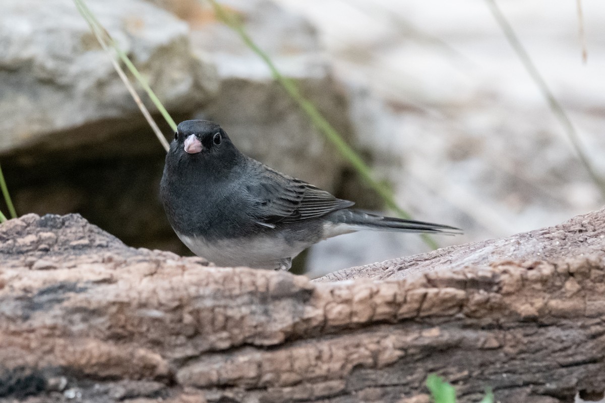 Dark-eyed Junco (Slate-colored) - ML390435511