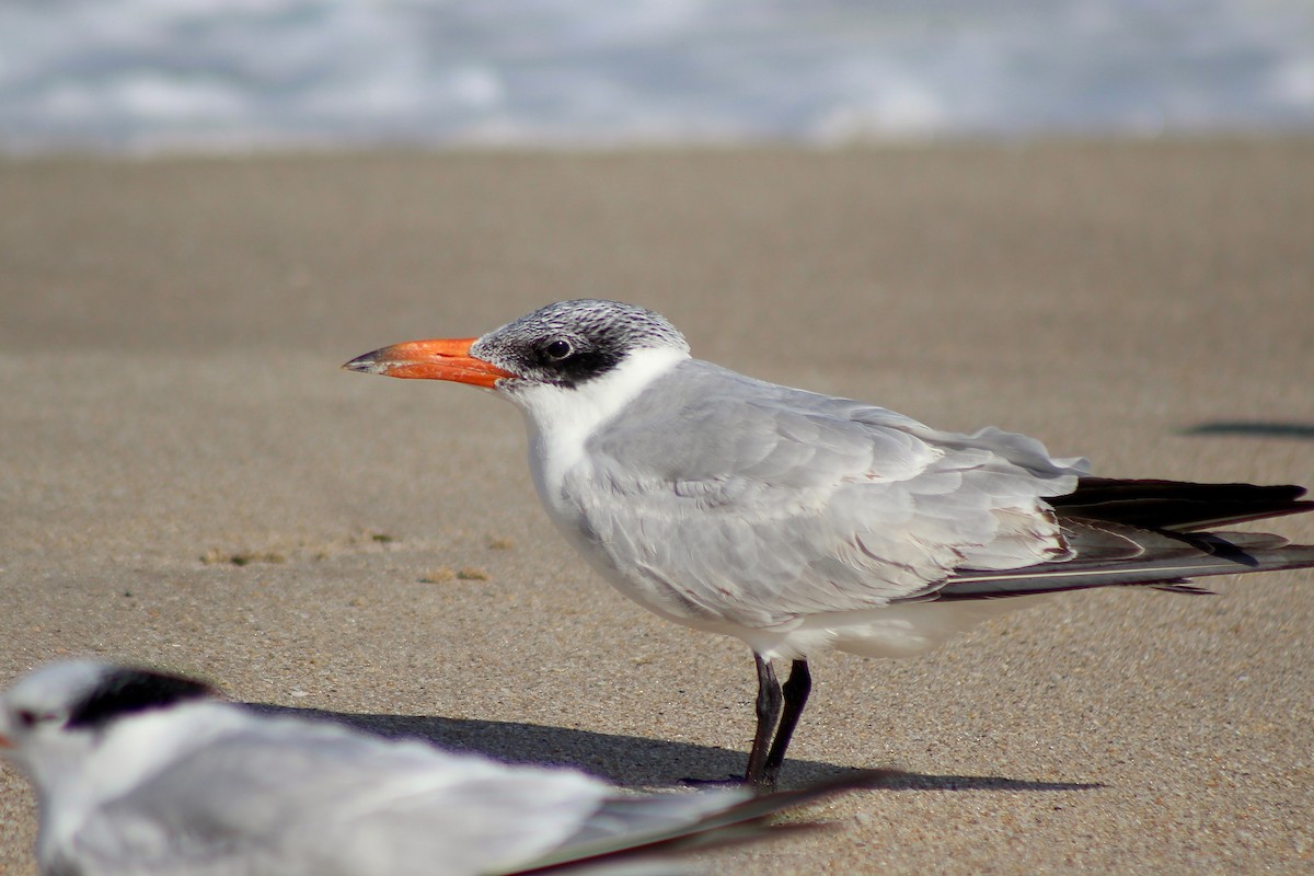 Caspian Tern - ML390436841