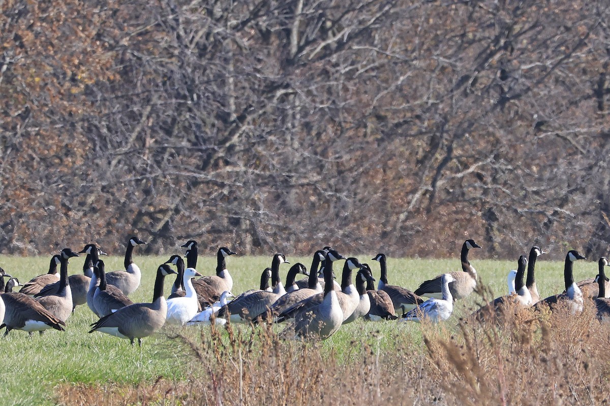 Snow Goose - ML390437671