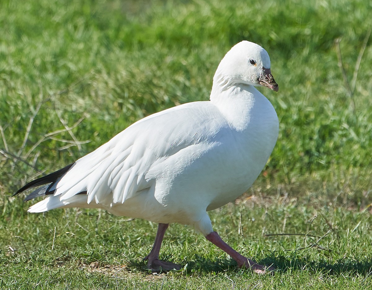 Ross's Goose - ML390438101