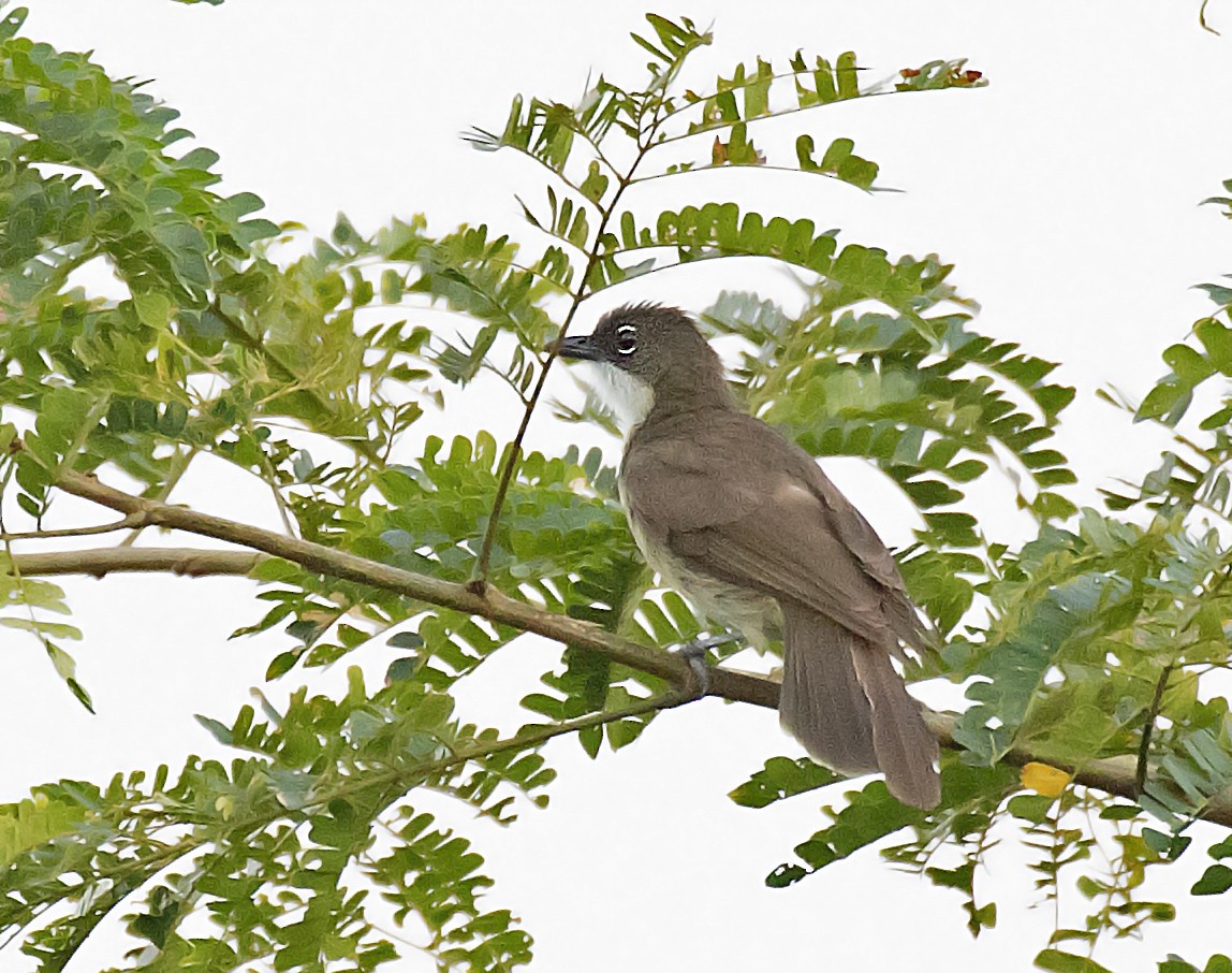 Simple Greenbul - Peter Candido