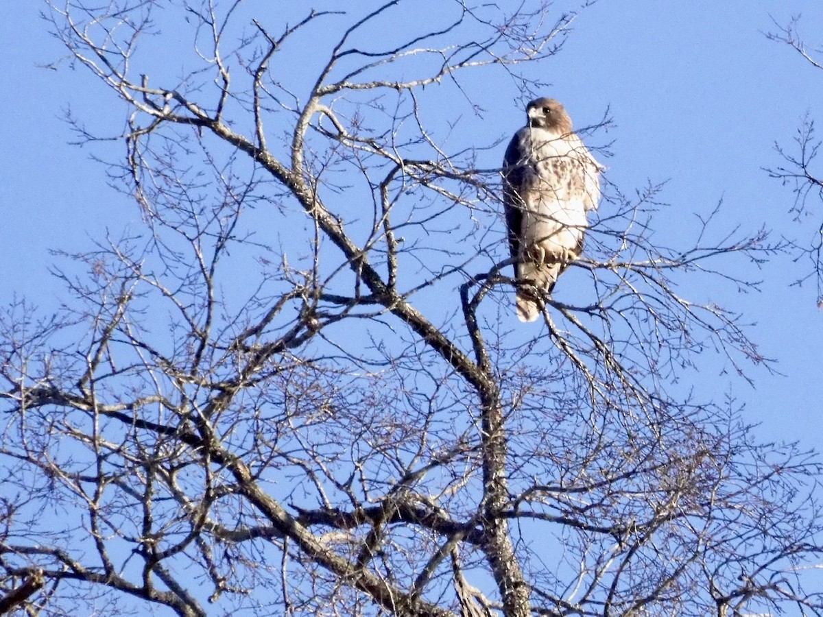 Red-tailed Hawk - ML390439221