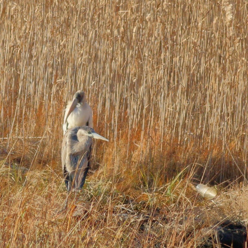 Wood Stork - ML390443051