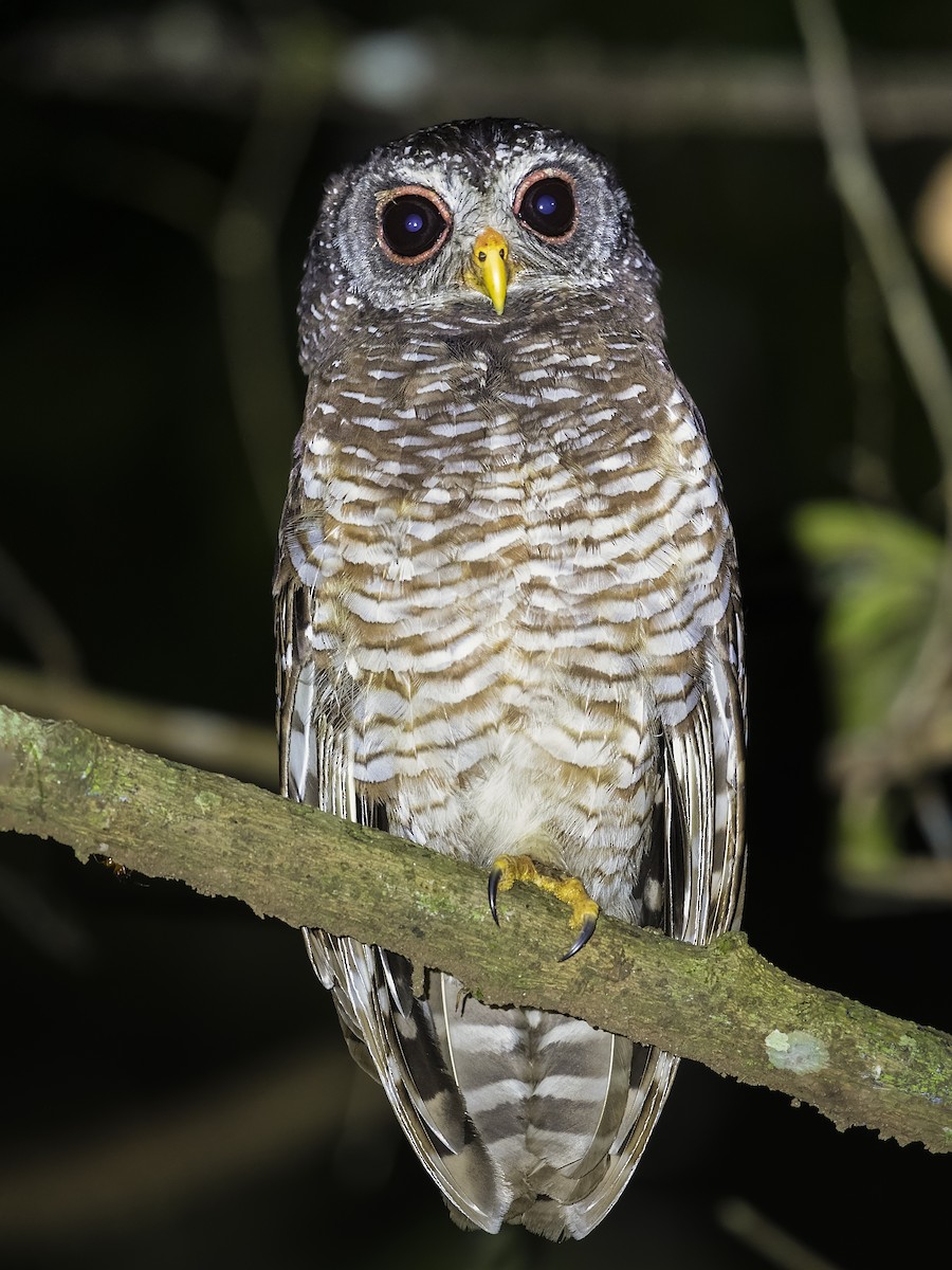 African Wood-Owl - ML390443461
