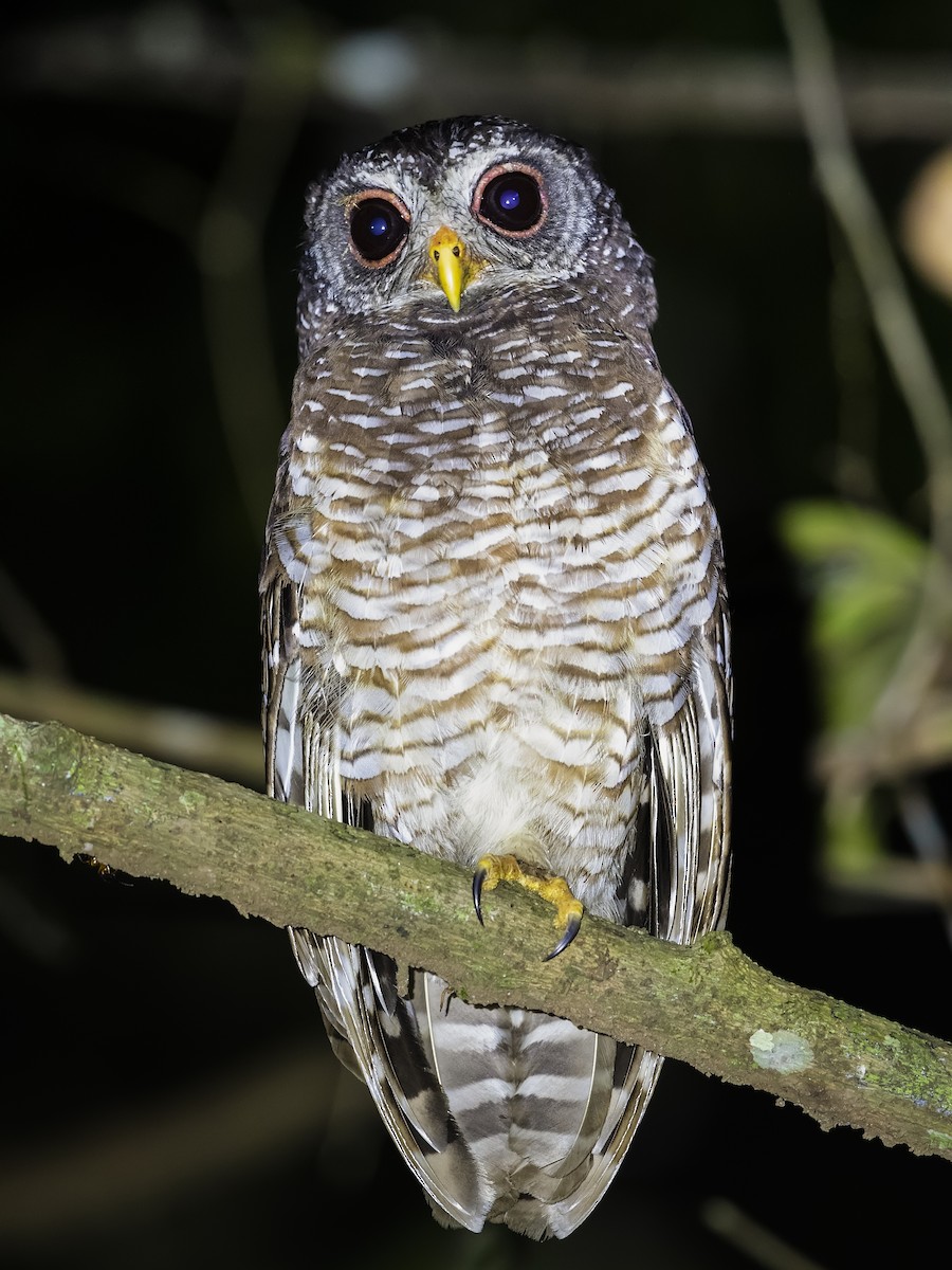 African Wood-Owl - ML390443471