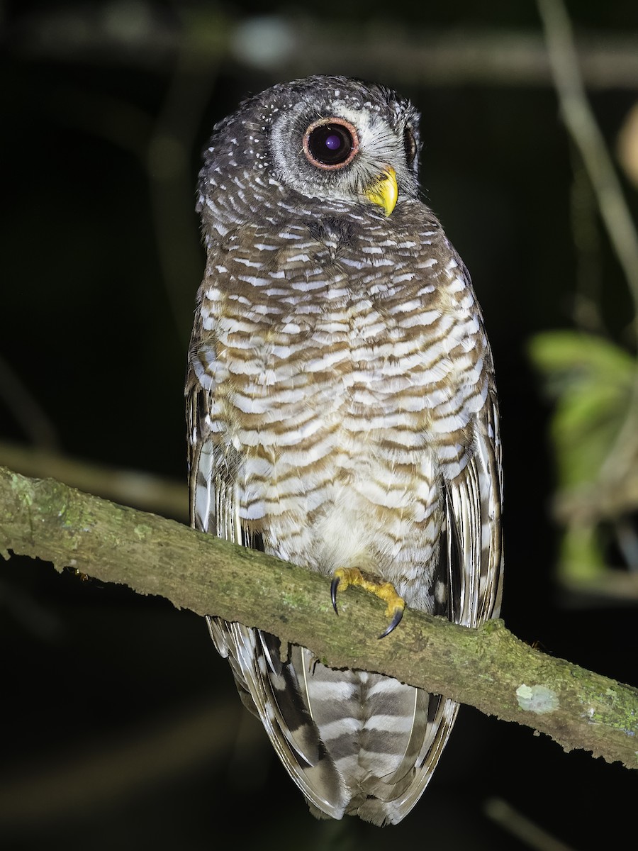 African Wood-Owl - ML390443481