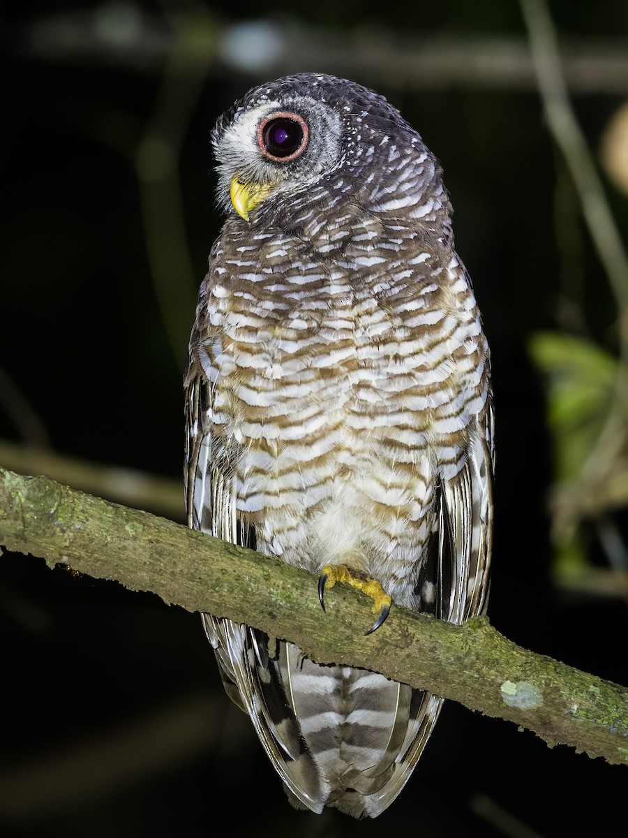 African Wood-Owl - ML390443501