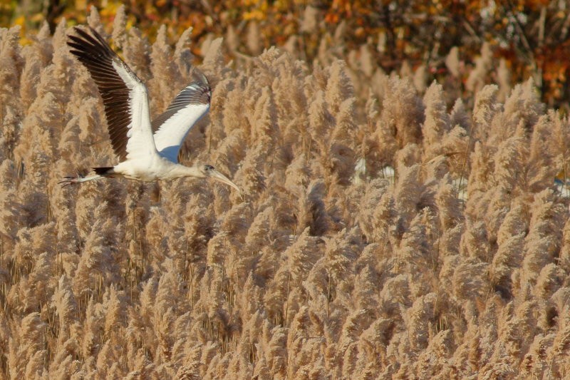 Wood Stork - ML390443551