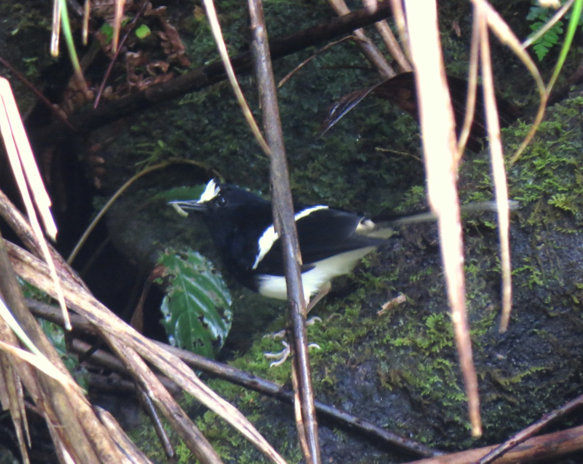 Bornean Forktail - ML390444781