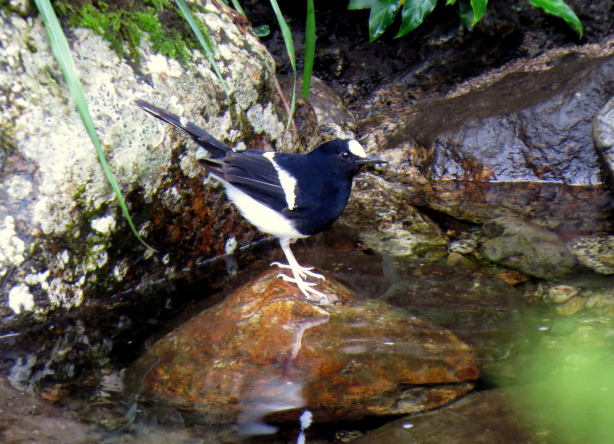 Bornean Forktail - ML390444801