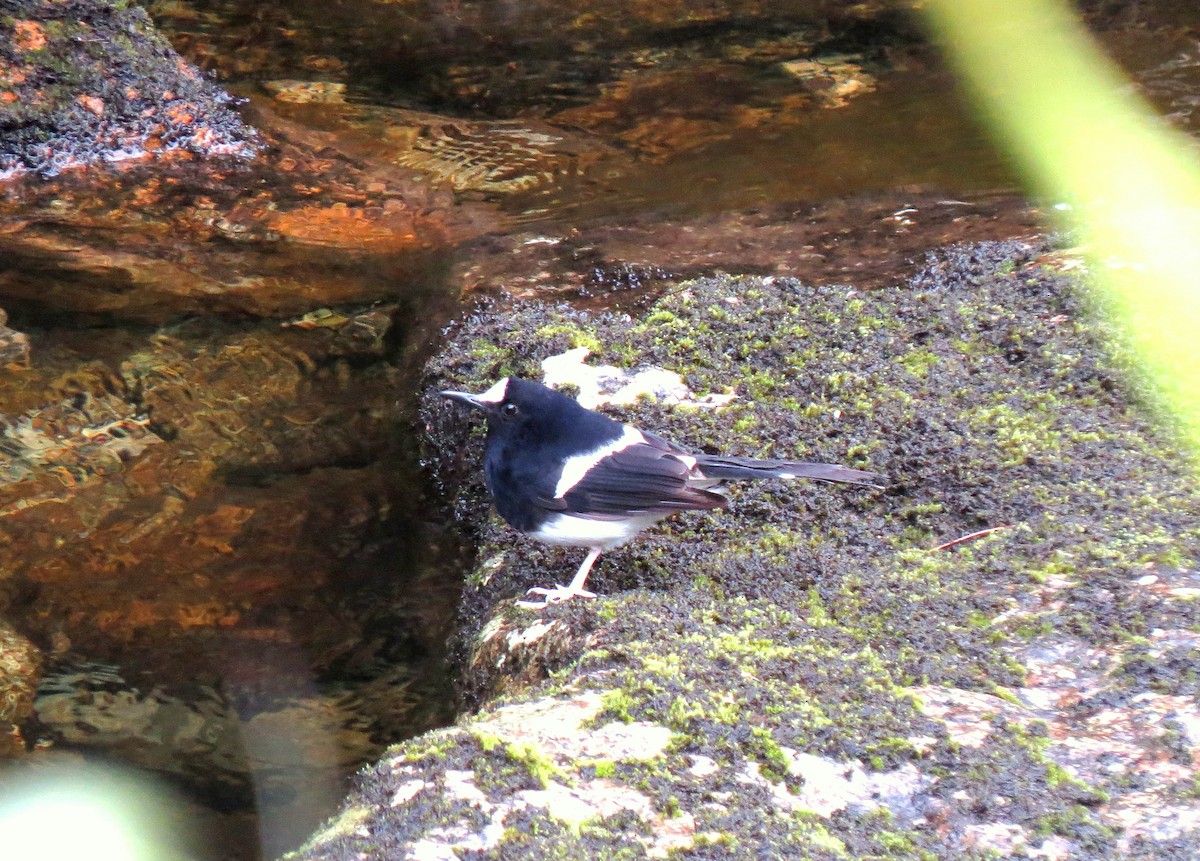 Bornean Forktail - ML390444811