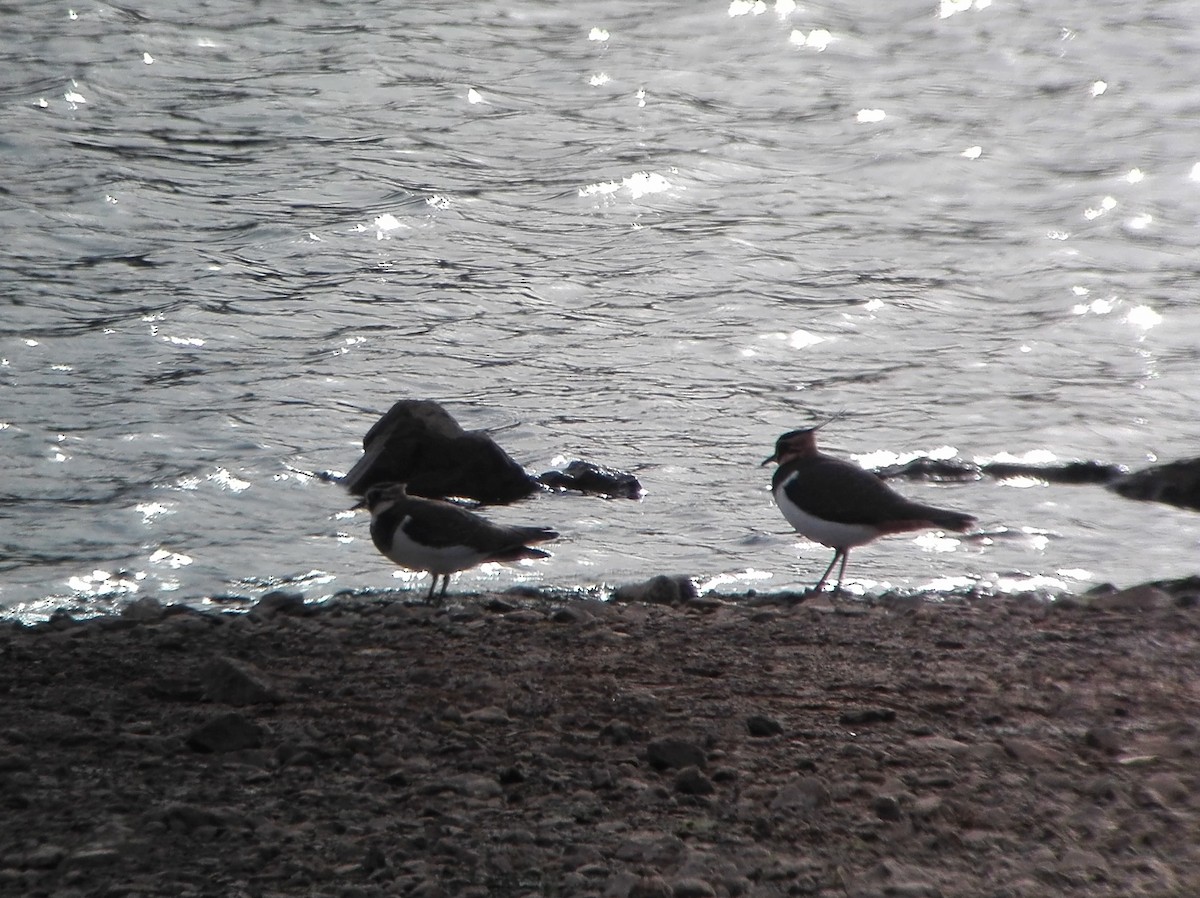 Northern Lapwing - ML390445571