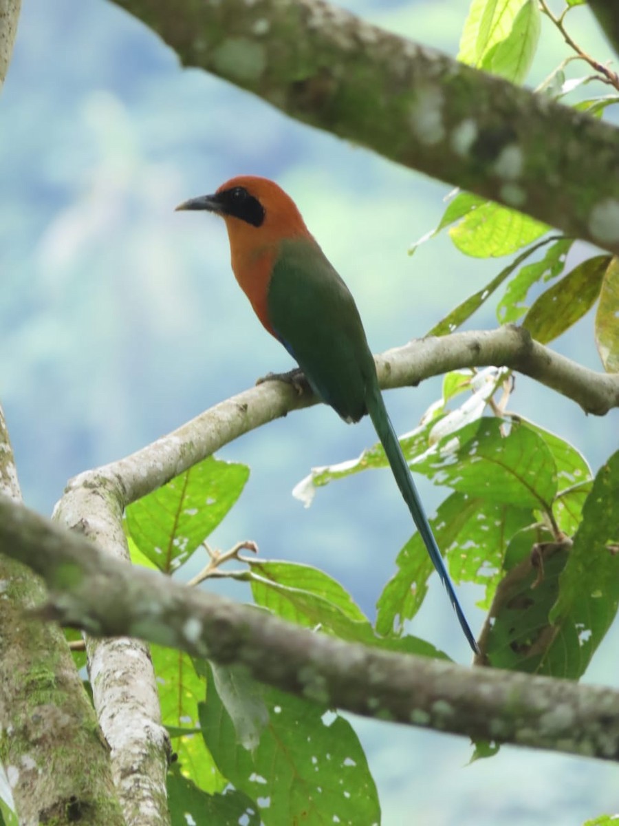 Zimtbrustmotmot - ML390445601