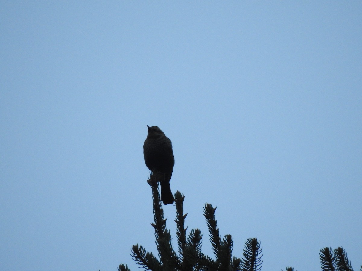 Rusty Blackbird - Zach Schwartz-Weinstein