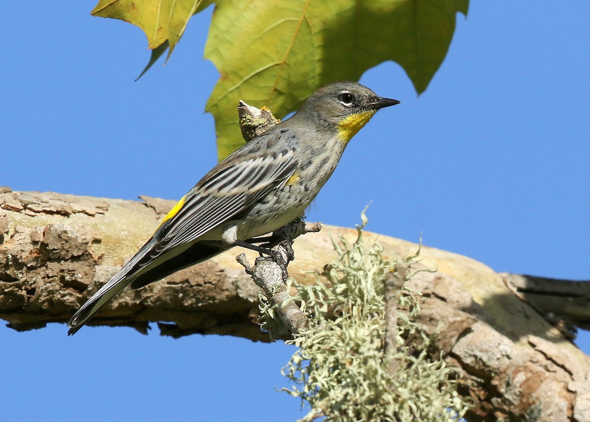 Yellow-rumped Warbler (Audubon's) - ML390445671