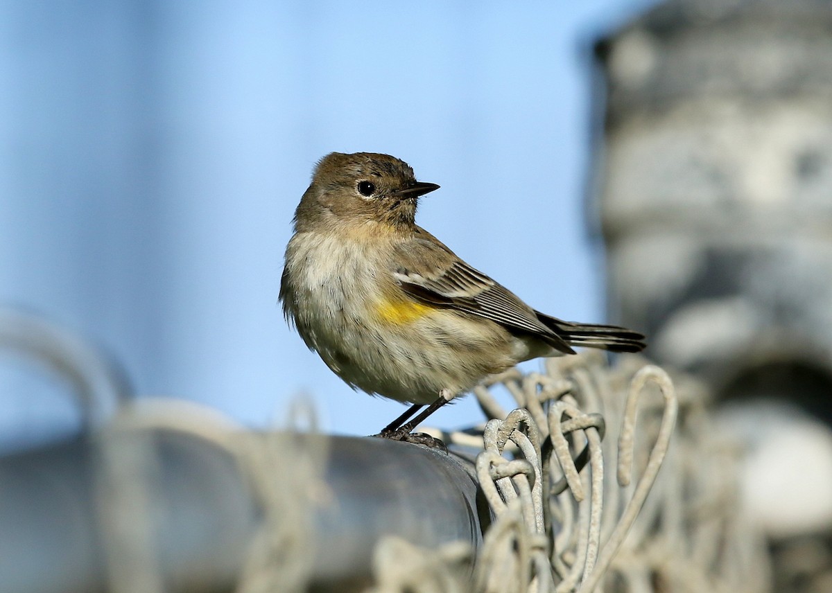 Yellow-rumped Warbler (Audubon's) - ML390445691