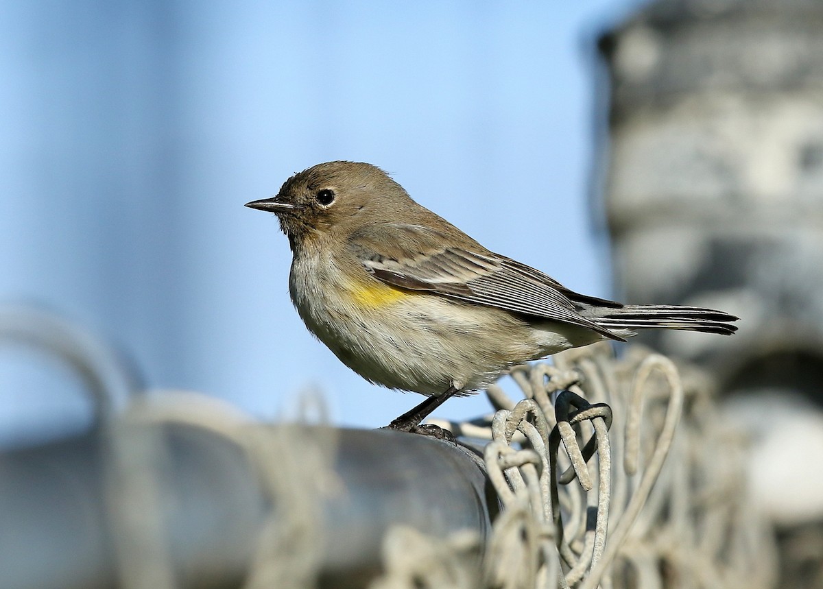Yellow-rumped Warbler (Audubon's) - ML390445701