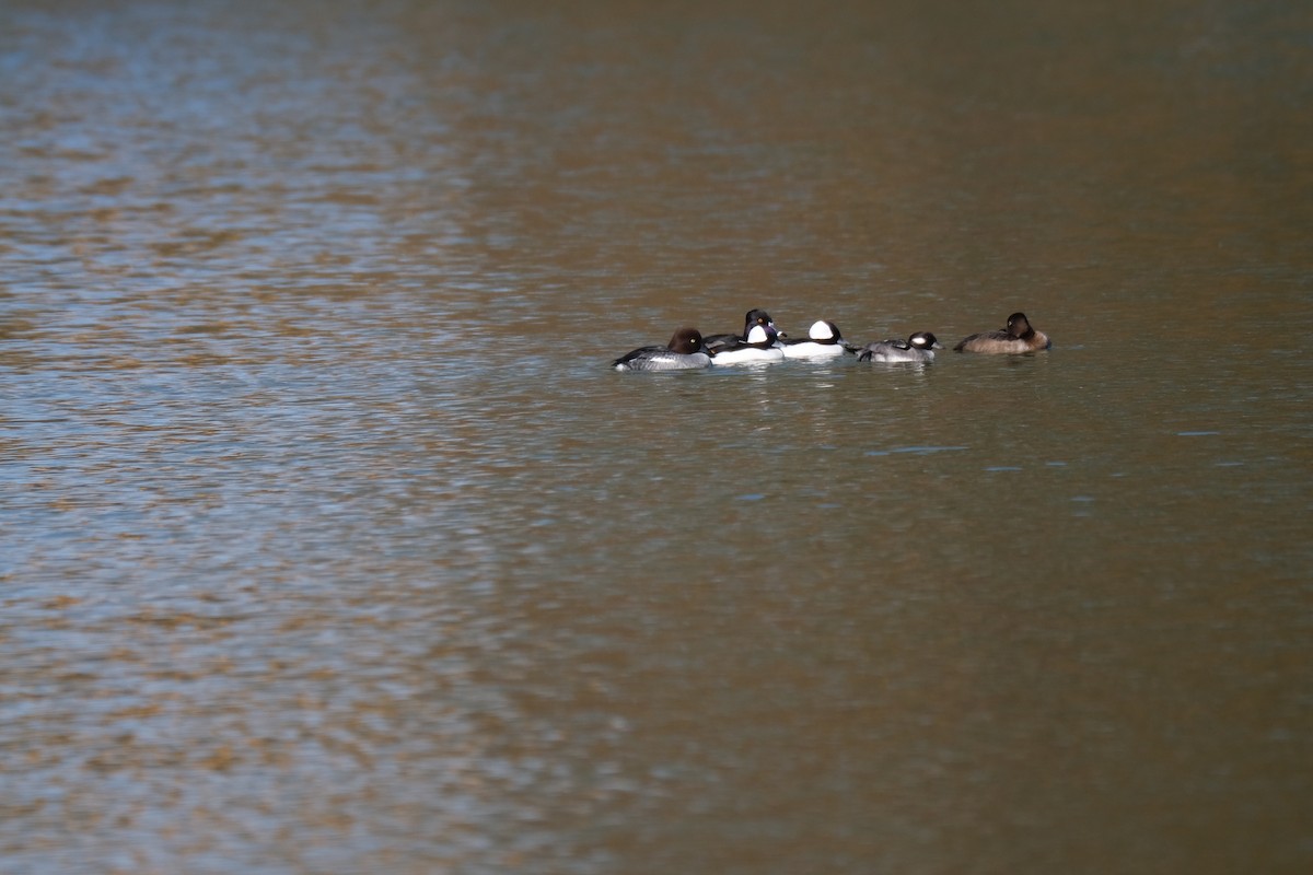 Bufflehead - ML390445981