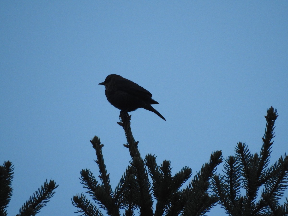 Rusty Blackbird - ML39044601