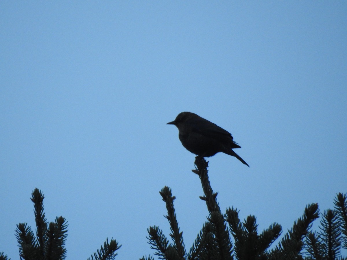 Rusty Blackbird - ML39044631