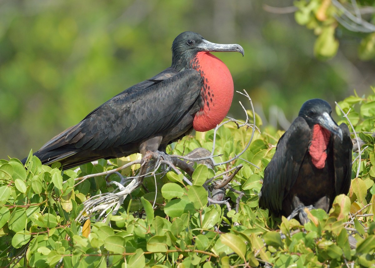 Magnificent Frigatebird - Michiel Oversteegen