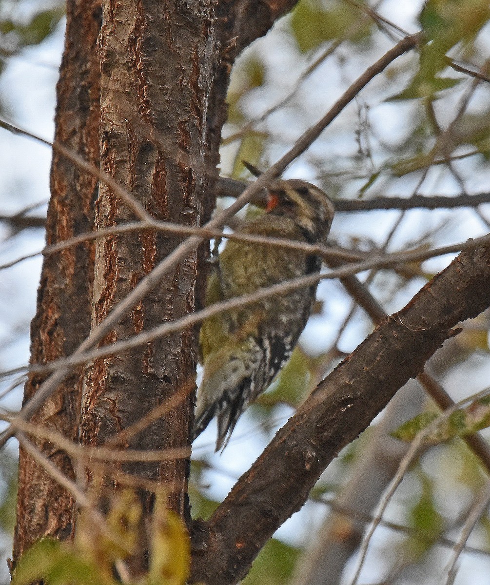 Yellow-bellied Sapsucker - ML390447461