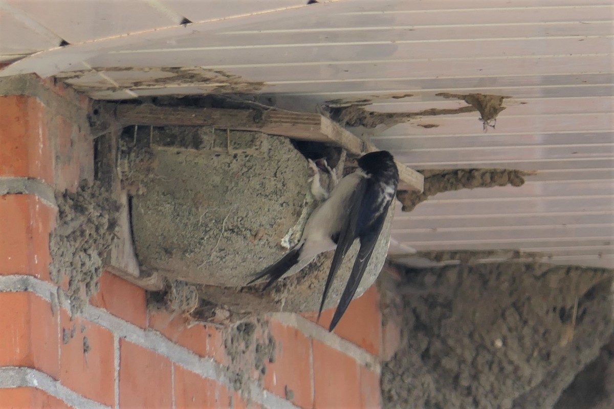 Western House-Martin - ML390447511