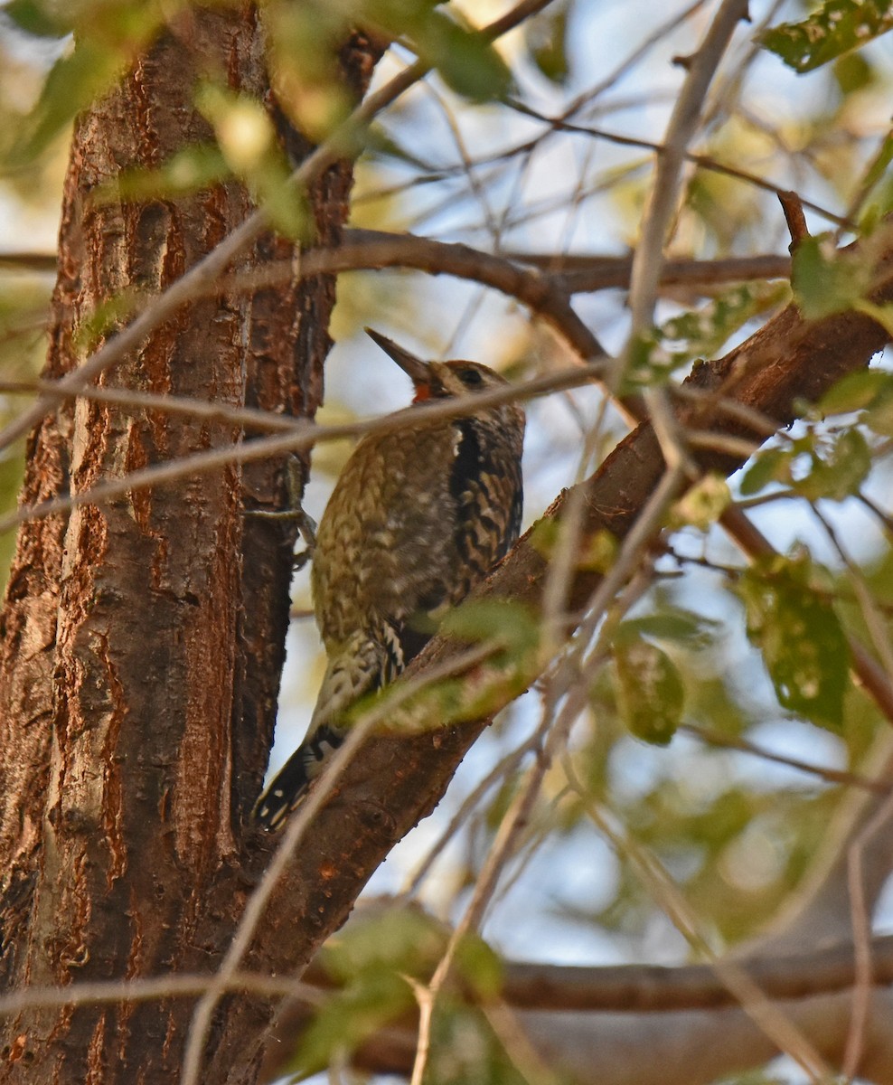 Yellow-bellied Sapsucker - ML390447621