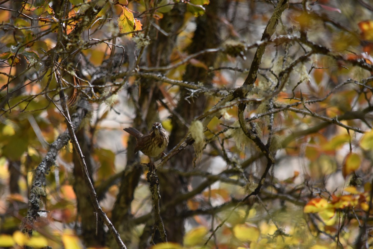 Bruant chanteur - ML390448041