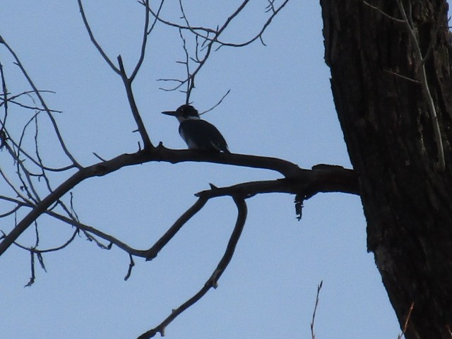 Belted Kingfisher - Nancy Peterson