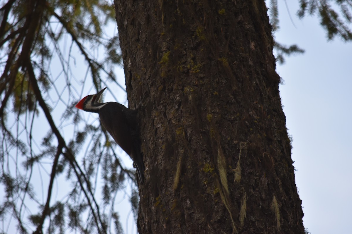 Grand Pic - ML390448371