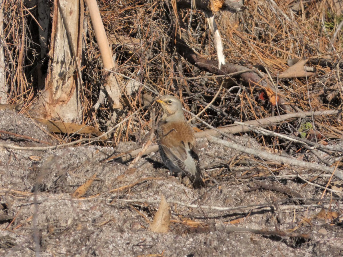 Fieldfare - ML390448501