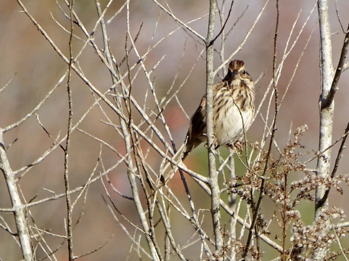 Song Sparrow - ML390449571