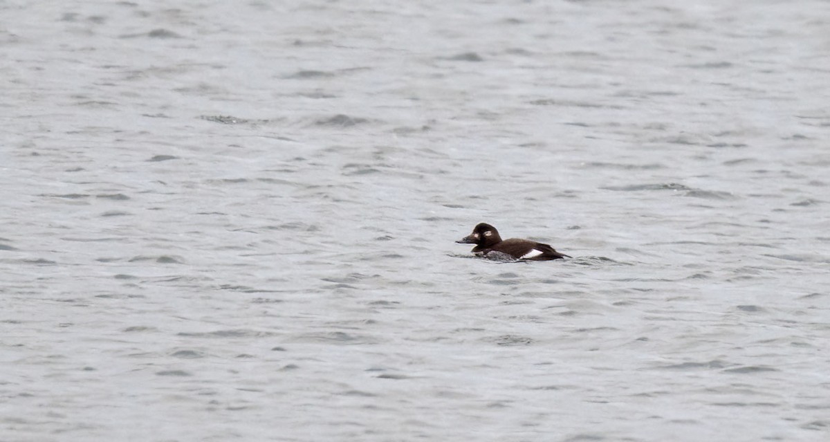 White-winged Scoter - ML390449681