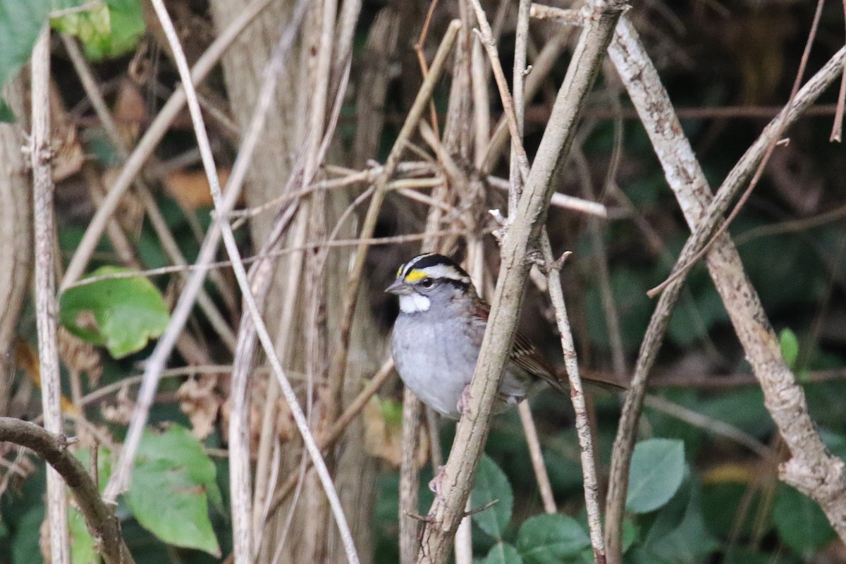 White-throated Sparrow - ML39045011