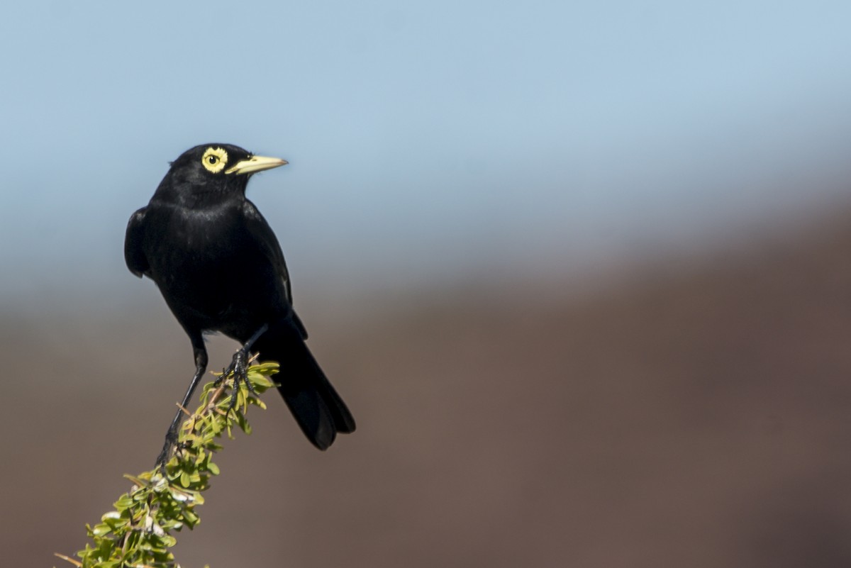 Spectacled Tyrant - ML390450261