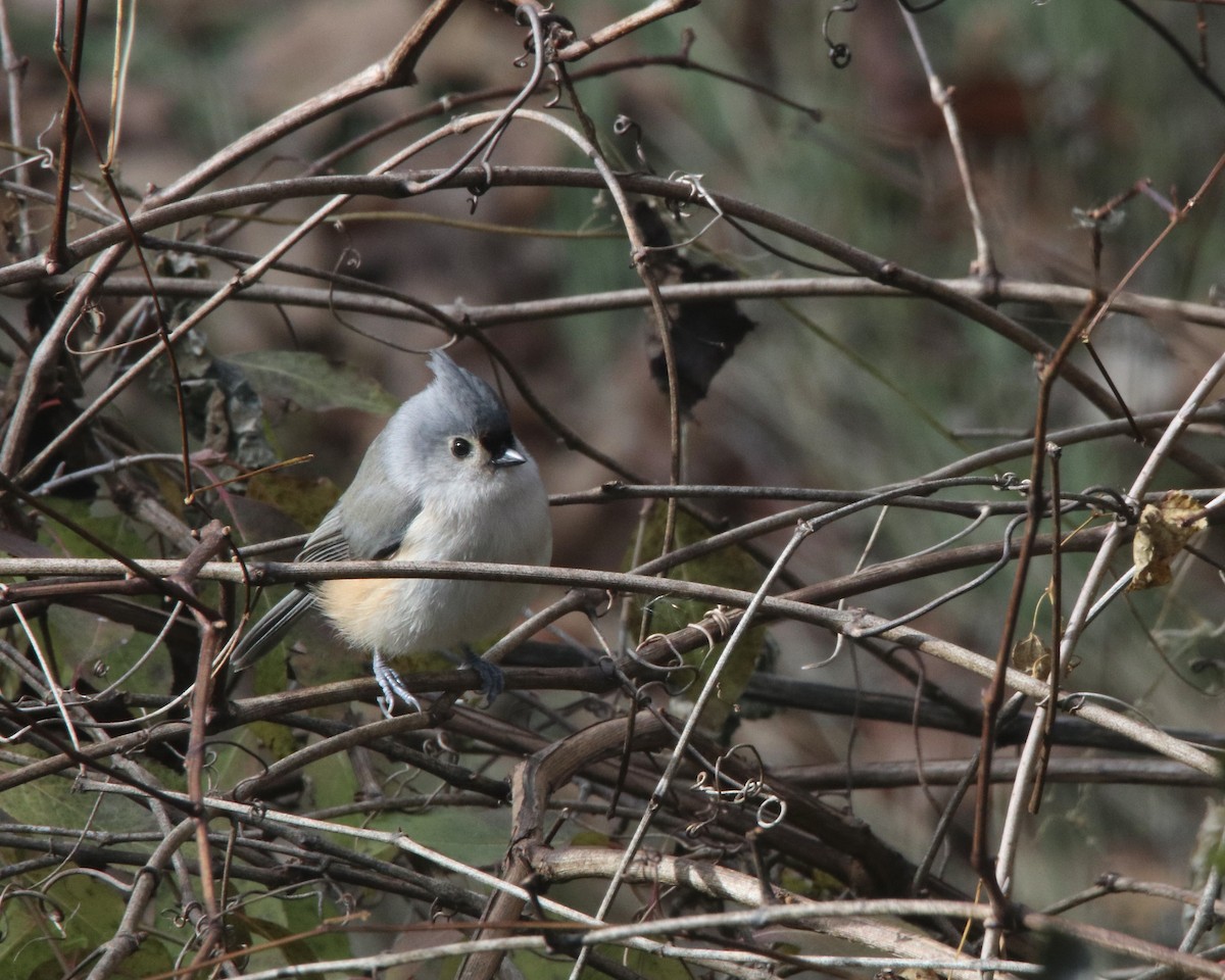 Tufted Titmouse - ML390452071