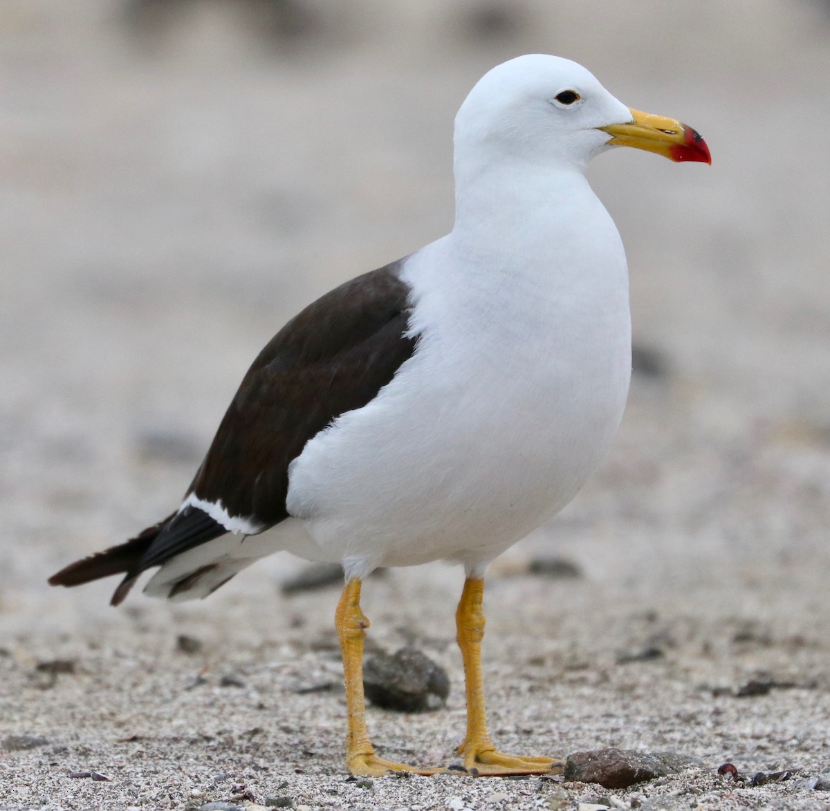 Belcher's Gull - ML390453241