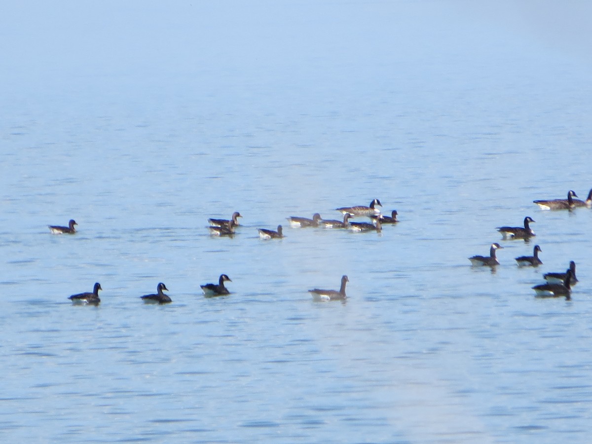 Greater White-fronted Goose - ML390455411