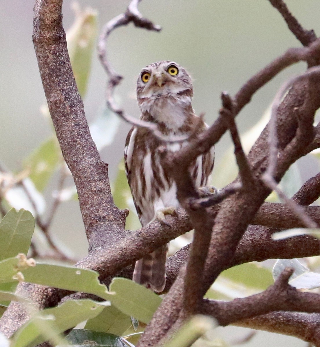 Peruvian Pygmy-Owl - ML390457131